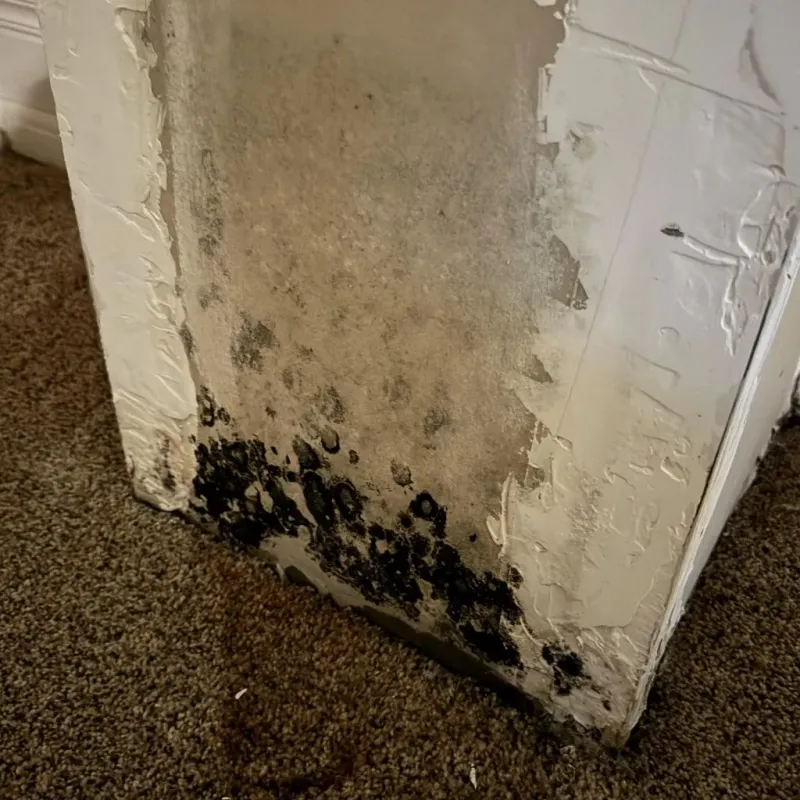 Professional Mold Removal in Darien, IL